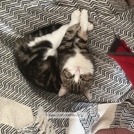 Foto 1/1 Yugi Chat perdido en Chartres