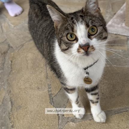 Foto 1/1 Akiko Chat perdido en Coubron