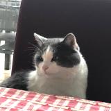 Foto del gato perdido en Amiens