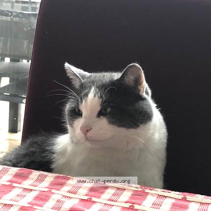 Foto 1/1 Pirate Chat perdido en Amiens