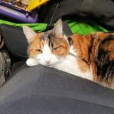 Foto del gato perdido en Gignac La Nerthe