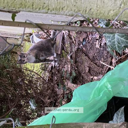 Foto 1/1 Gato encontrado Encontrado en Rennes