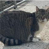 Foto del gato perdido en Saint Aignan De Grandlieu