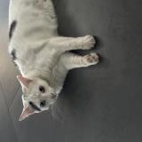 Foto del gato perdido en Onnaing