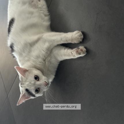 Foto 1/1 UBY Chat perdido en Onnaing