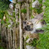 Foto del gato perdido en Le Cannet