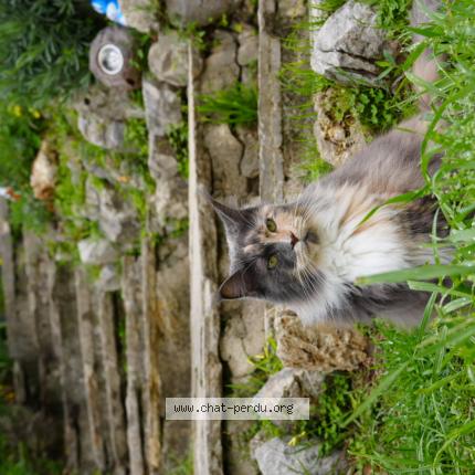 Foto 1/1 Matit Chat perdido en Le cannet