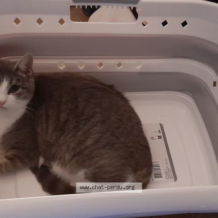 Foto 1/1 Booby Chat perdido en Maille