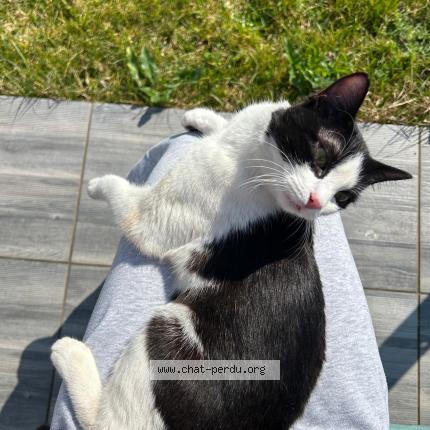 Foto 1/1 Gato encontrado Encontrado en Eysines