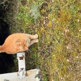 Foto de gato encontrado en Mions