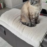 Foto del gato perdido en Berrwiller