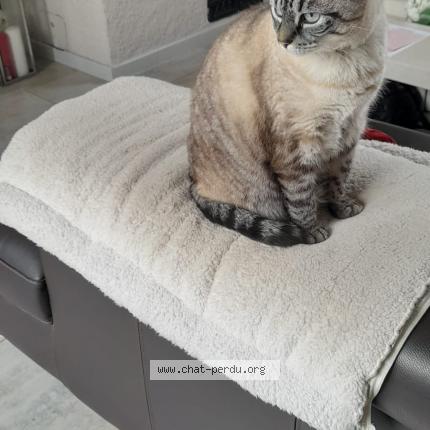 Foto 1/1 Nico Chat perdido en Berrwiller