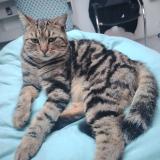 Foto del gato perdido en Bruguieres