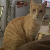 Foto del gato perdido en Chipilly