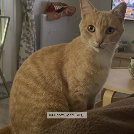 Foto 1/1 Philou Chat perdido en Chipilly