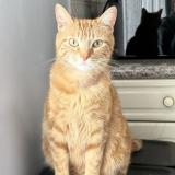 Foto del gato perdido en Bry Sur Marne