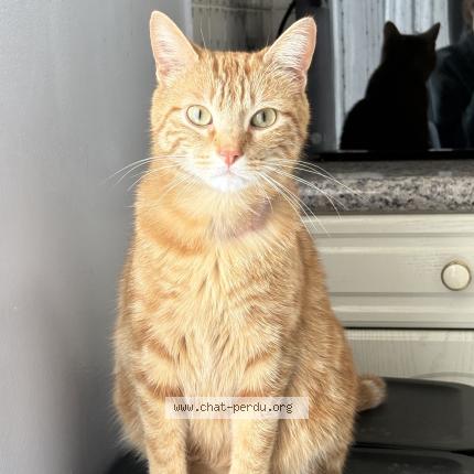 Foto 1/1 Volt Chat perdido en Bry sur marne