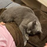 Foto del gato perdido en Mellery