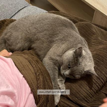 Foto 1/1 Cleo Chat perdido en Mellery