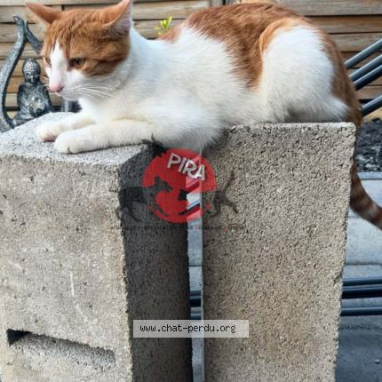 Foto 1/1 Roucky Chat perdido en Volgelsheim