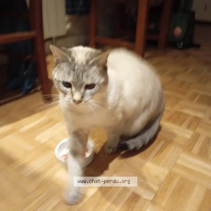 Foto 1/1 Mya Chat perdido en Mozac