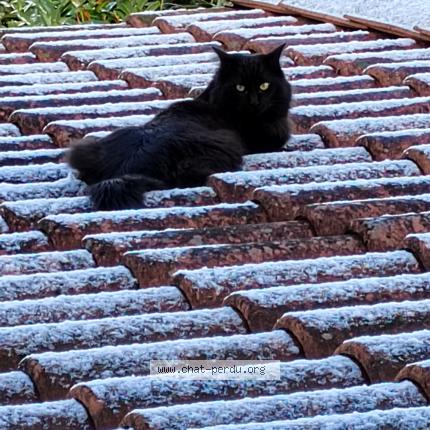 Foto 1/1 Simba Chat perdido en Lisle despagnac