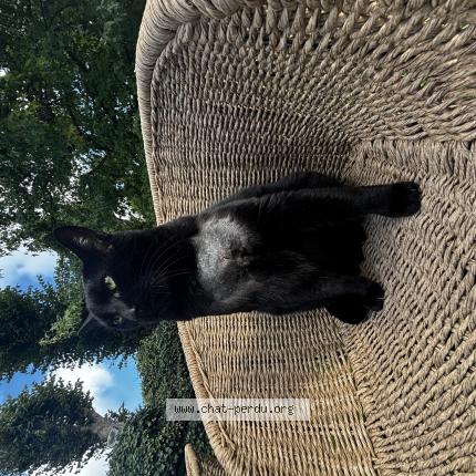 Foto 1/1 Ulysse Chat perdido en Alencon