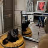 Foto del gato perdido en Belfast