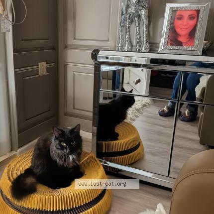 Foto 1/1 Merlin Chat perdido en Belfast