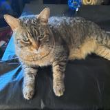 Foto del gato perdido en Saint Jerome