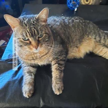 Foto 1/1 Max Chat perdido en Saint jerome