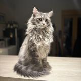 Foto del gato perdido en Le Hingle