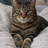 Foto del gato perdido en Champigny Sur Marne