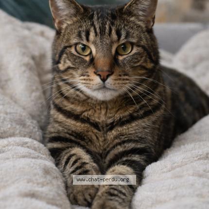 Foto 1/1 Rachet Chat perdido en Champigny sur marne