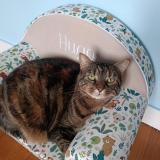 Foto del gato perdido en Nevers