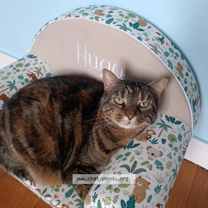 Foto 1/1 Nora Chat perdido en Nevers