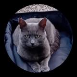 Foto del gato perdido en Andon