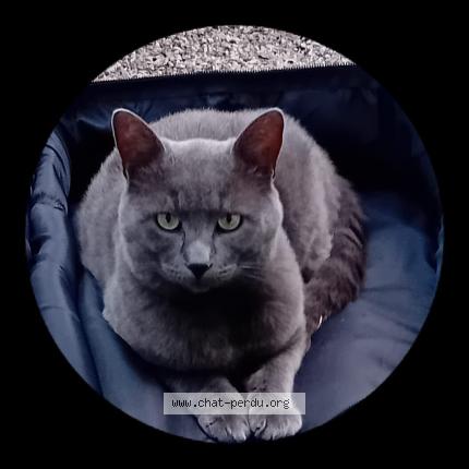 Foto 1/1 Sully ou Sullivan Chat perdido en Andon