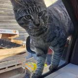 Foto del gato perdido en Coulommiers