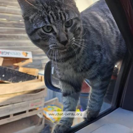 Foto 1/1 Carapuce Chat perdido en Coulommiers