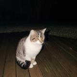 Foto del gato perdido en Saubion