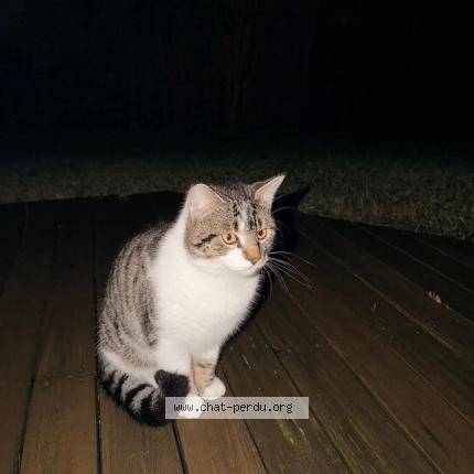 Foto 1/1 Aslan Chat perdido en Saubion