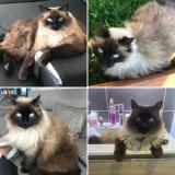 Foto del gato perdido en Flavin