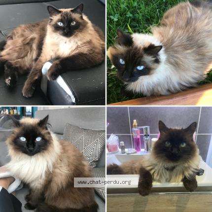 Foto 1/1 Sacha Chat perdido en Flavin