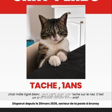 Foto 1/1 tache Chat perdido en Brunoy