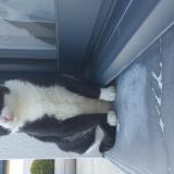 Foto del gato perdido en Tremeven