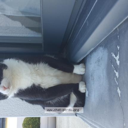 Foto 1/1 Bounty Chat perdido en Tremeven