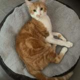 Foto del gato perdido en Montignac