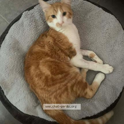 Foto 1/1 GUIZMO Chat perdido en Montignac