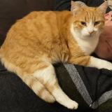 Foto del gato perdido en Limoges